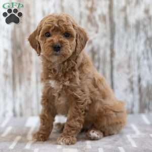 Henrietta, Mini Labradoodle Puppy